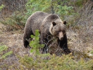 25-Mei - Grizzly -  Icefield Parkway